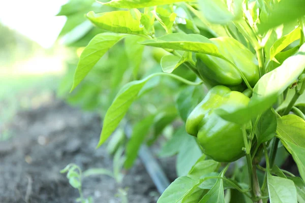 Peperoni verdi che crescono in giardino — Foto Stock