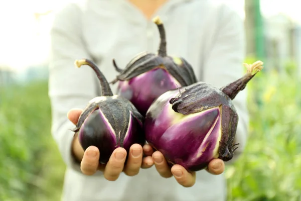 Hands holding fresh eggplant — Stock Photo, Image