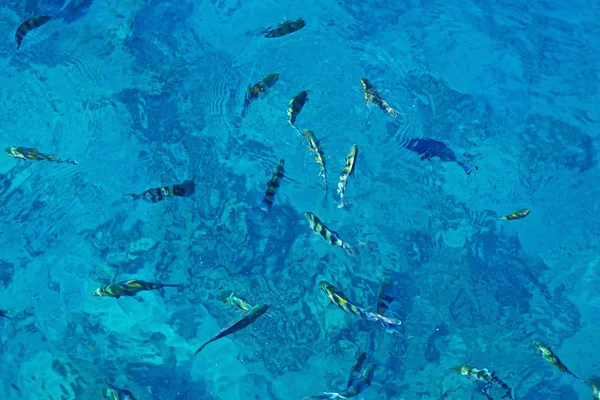 カラフルな魚と海 — ストック写真