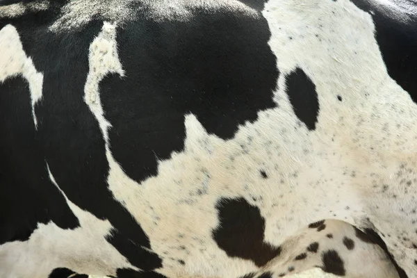 Pele de vaca fundo — Fotografia de Stock