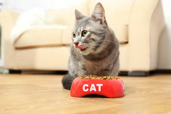 猫在家里吃的食物 — 图库照片