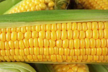 Taze tatlı mısır.