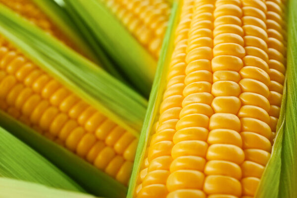 Fresh sweet corns