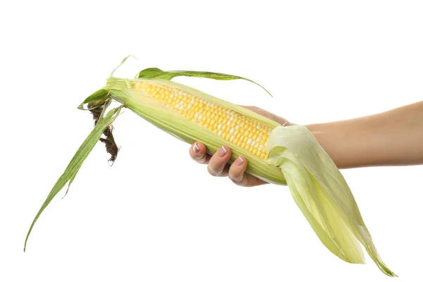 Женщина держит кукурузу за руку — стоковое фото