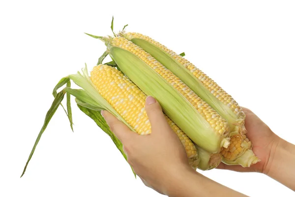 Female hands holding a corns — Stock Photo, Image