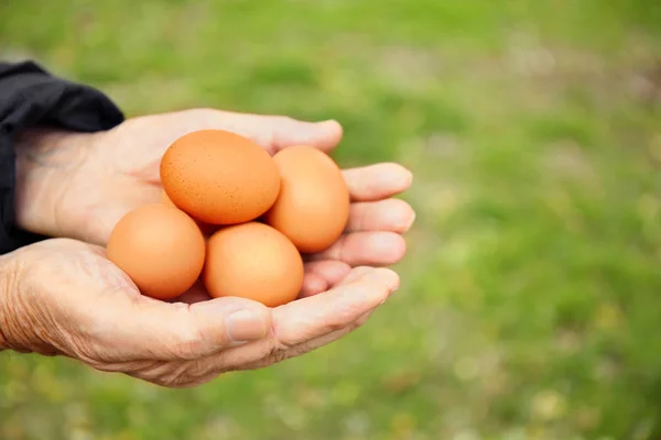 Senior woman hands holding raw eggs — Stock Photo, Image