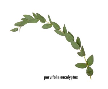 Yeşil okaliptüs şube 