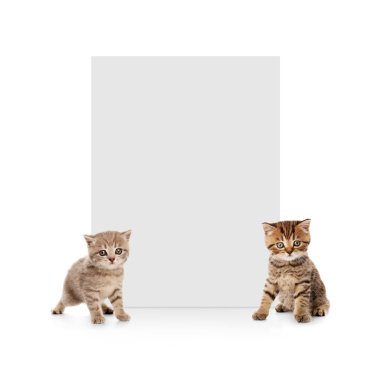 Boş kartı ile şirin yavru kedi