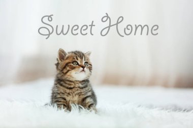 Halı üzerinde şirin yavru kedi