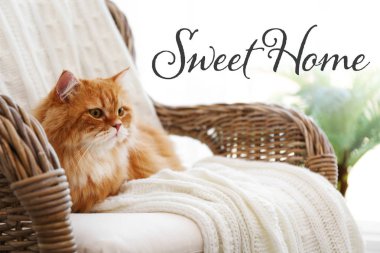 Şirin kedi hasır koltuk üzerinde yalan