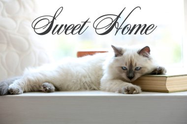 Şirin kedi kenarında yalan