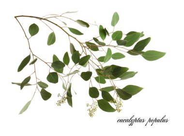 Yeşil okaliptüs şube 