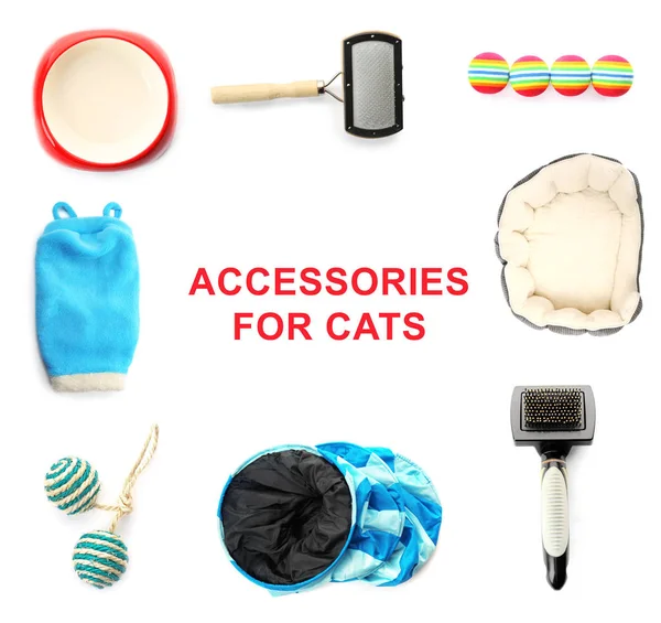 Different cats accessories — Stock Photo, Image