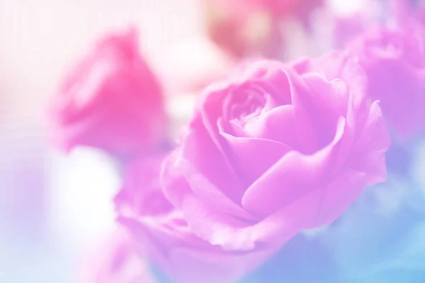 Красивая свежая роза — стоковое фото