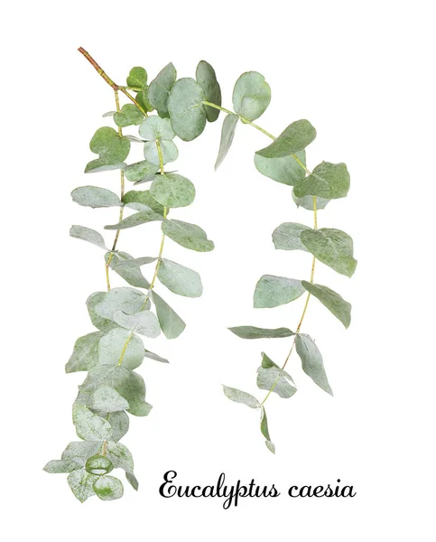 Branche verte d'eucalyptus — Photo