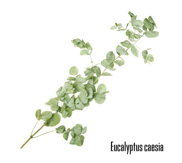 Zelené eukalyptus větev — Stock fotografie