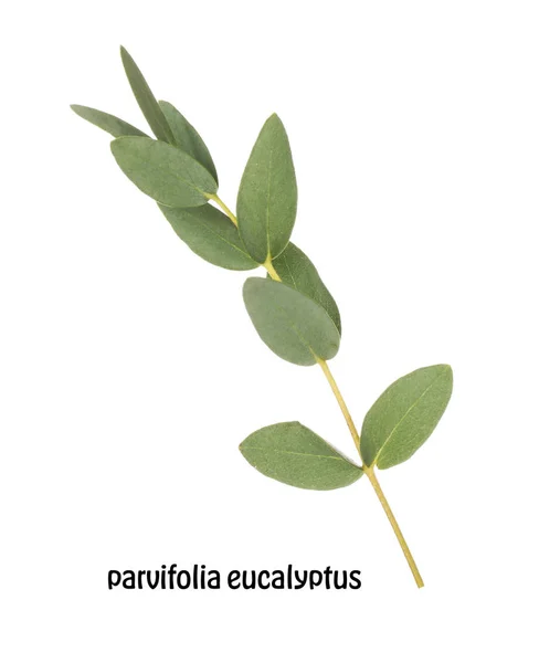 Green eucalyptus branch — Stock Photo, Image