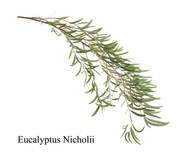 Grønn eukalyptus-gren – stockfoto