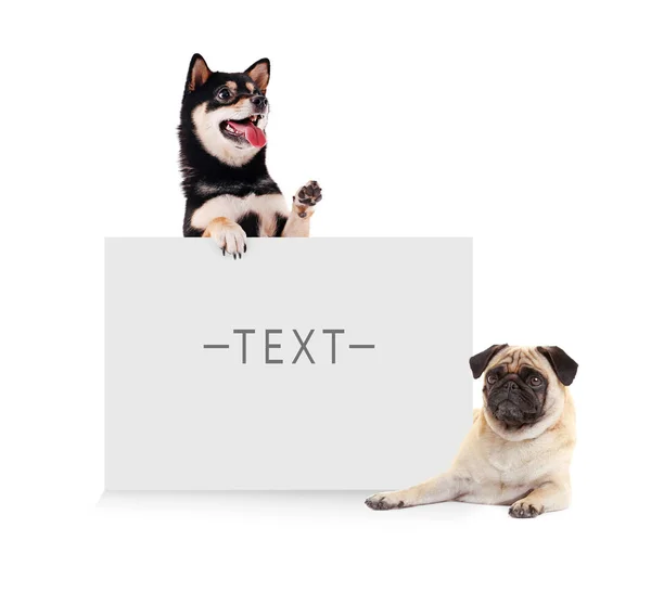 Lindos perros con tarjeta en blanco — Foto de Stock