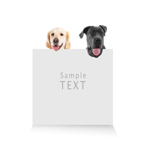 Cães bonitos com cartão em branco — Fotografia de Stock