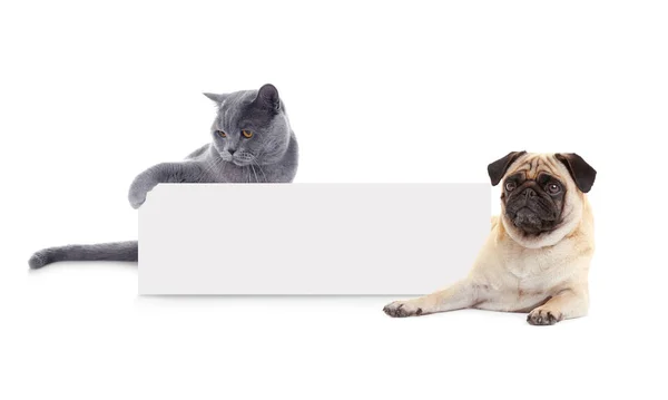 Gato y perro con tarjeta en blanco —  Fotos de Stock