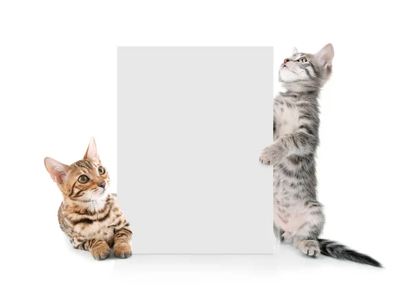 Gatos bonitos com cartão em branco — Fotografia de Stock