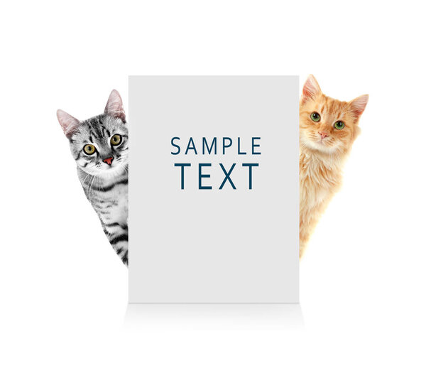 Lindos gatos con tarjeta en blanco — Foto de Stock