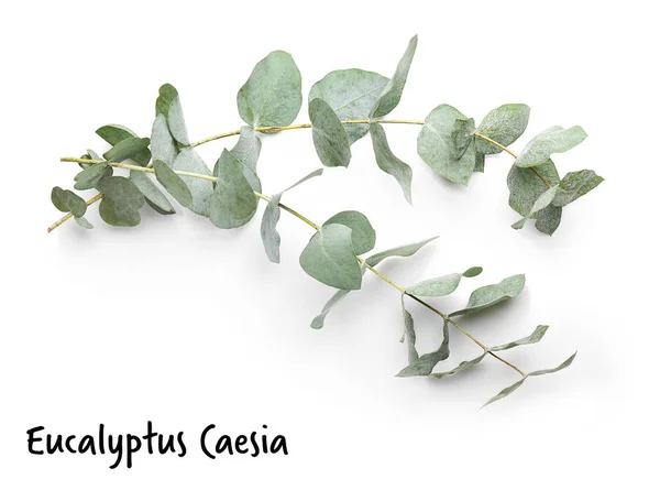 Grønn eukalyptus grener – stockfoto