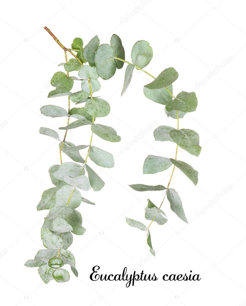 Green eucalyptus branch 