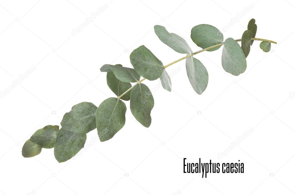 Green eucalyptus branch 