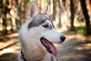 Siberian dış yapraklar Park