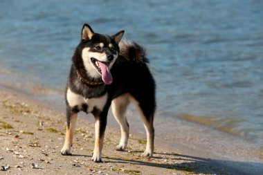 Sevimli küçük Shiba Inu köpek