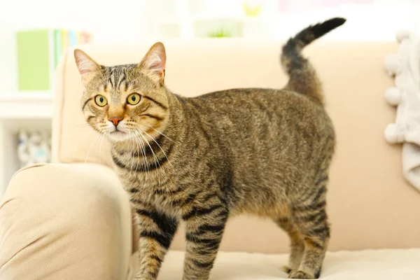 Curious tabby cat — Stock Photo, Image