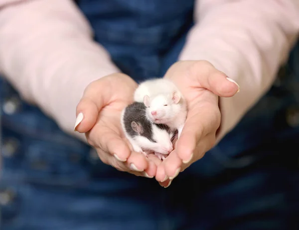 Kvinna händer innehav dekorativa råttor — Stockfoto