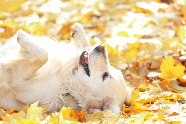 Zabawny labrador retriever — Zdjęcie stockowe