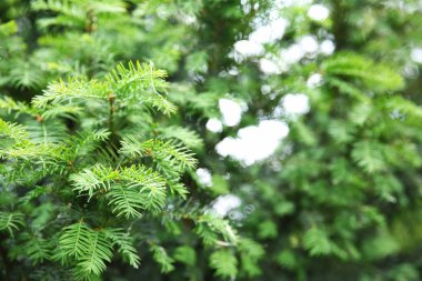 Ladin doğal arka plan