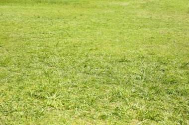 Yeşil Çimen Arkaplanı  