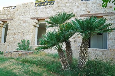 Palmiye ağaçları Bahçe 