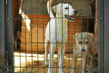 Evsiz köpekleri barınak kafeste
