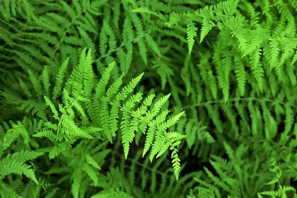 Arbusto verde de cerca — Foto de Stock