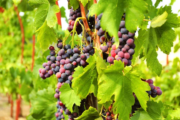 Racimo de uvas sabrosas maduras — Foto de Stock