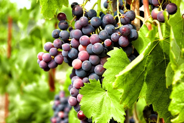 Aglomerado de uvas maduras saborosas — Fotografia de Stock