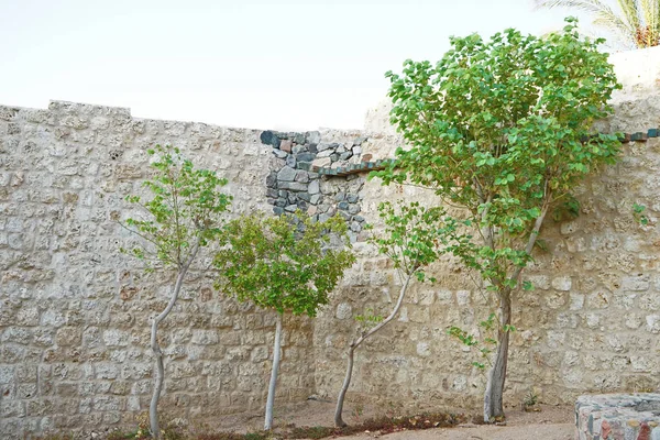 Unga träd nära stenmuren — Stockfoto