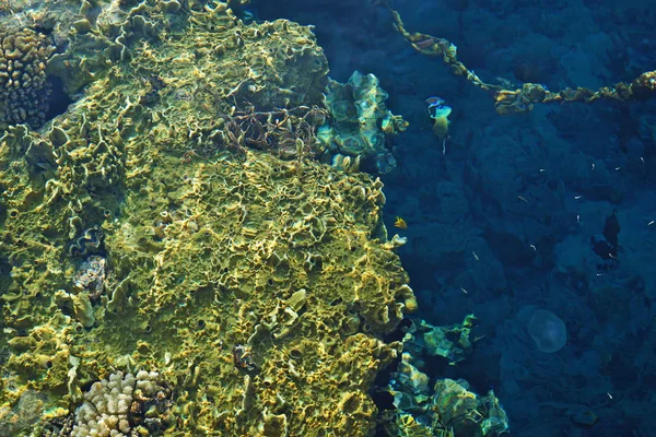 Arrecifes de coral con peces —  Fotos de Stock