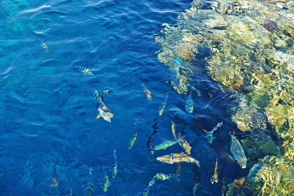 Arrecifes de coral con peces —  Fotos de Stock