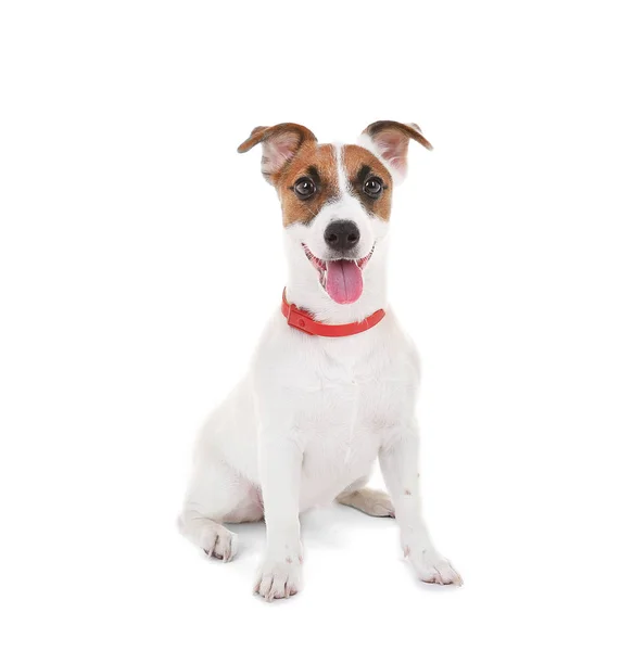 Jack terrier russell — Photo