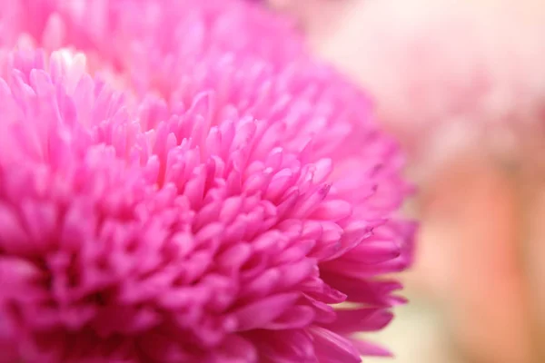 Colorful Chrysanthemum bud — Stock Photo, Image