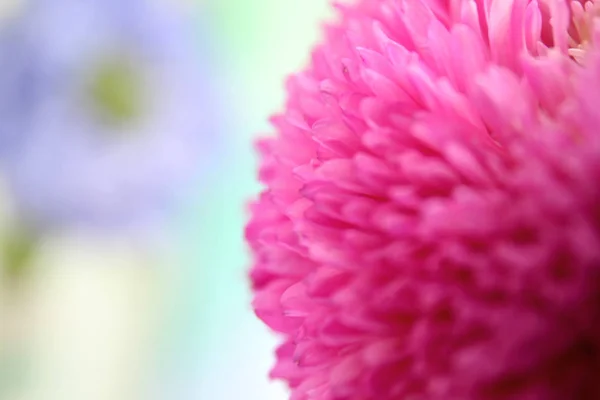Bocciolo di crisantemo colorato — Foto Stock