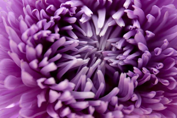 Bourgeon coloré de chrysanthème — Photo