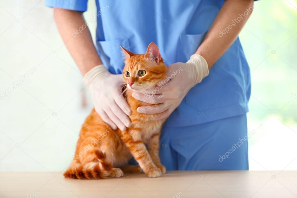 Veterinarian doctor with cat